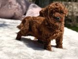 Mini red brown toy poodle yavrular