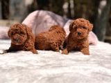 Mini Red Brown Toy Poodle Yavrular