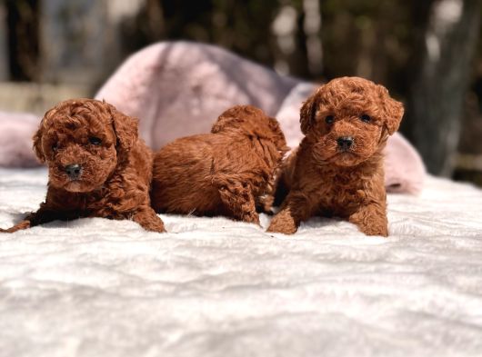 Mini Red Brown Toy Poodle Yavrular görsel