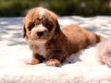 Mini boy Maltipoo yavrular