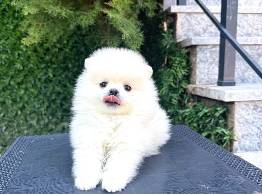Villa Paws House Dan Yarusl