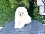 Villa Paws House Dan Yarusl