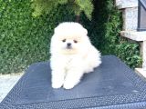 Villa Paws House Dan Yarusl