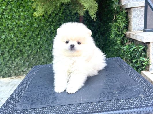 Villa Paws House Dan Yarusl görsel