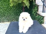 Villa Paws House Dan Yarusl