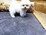Villa Paws House Dan Minik Tırtıl