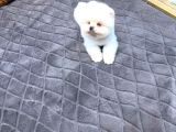 Villa Paws House Dan Minik Tırtıl