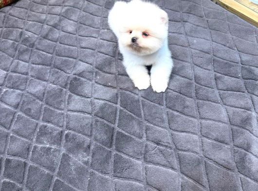 Villa Paws House Dan Minik Tırtıl görsel