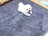 Villa Paws House Dan Minik Tırtıl