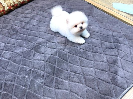 Villa Paws House Dan Minik Tırtıl görsel