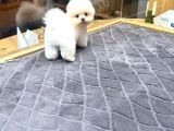Villa Paws House dan Minik Tırtıl