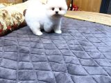 Villa Paws House Dan Minik Tırtıl