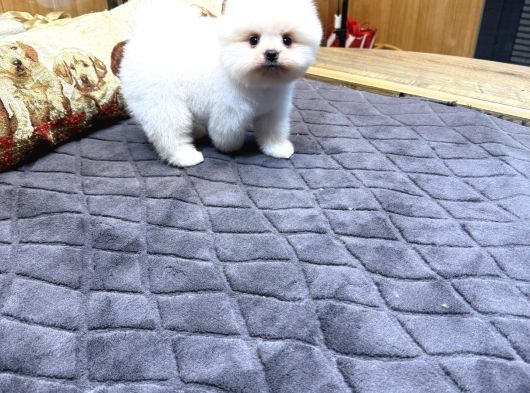 Villa Paws House Dan Minik Tırtıl görsel