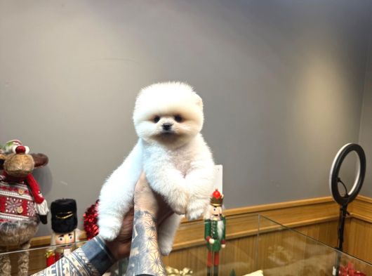 Villa Paws Housedan Karbeyaz Yavru görsel