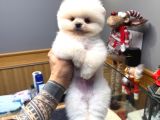 Villa Paws Housedan Karbeyaz Yavru