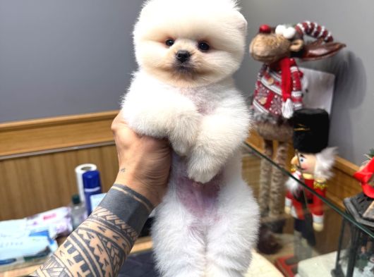 Villa Paws Housedan Karbeyaz Yavru