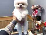 Villa Paws Housedan Karbeyaz Yavru