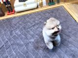 Villla Paw Housedan Tedy Pupy