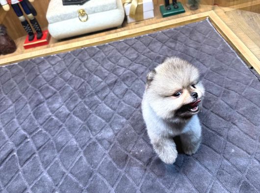 Villla Paw Housedan Tedy Pupy görsel