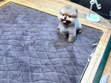 Villla Paw housedan Tedy Pupy