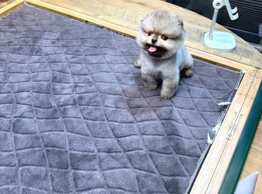Villla Paw Housedan Tedy Pupy