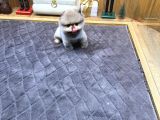 Villla Paw Housedan Tedy Pupy