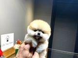 Villa paws House Pomeranian Boo Yavrumuz