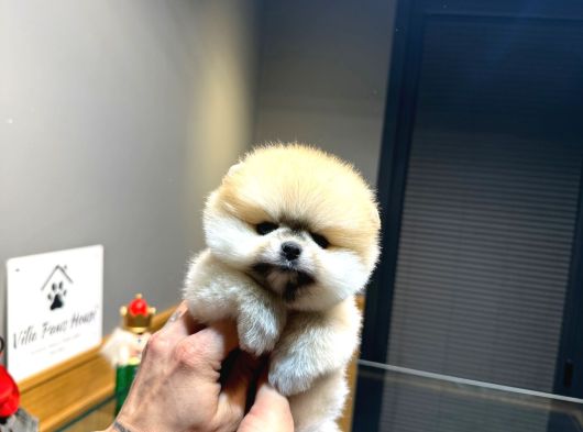 Villa Paws House Pomeranian Boo Yavrumuz