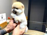 Villa Paws House Pomeranian Boo Yavrumuz