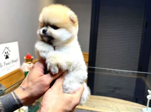 Villa Paws House Pomeranian Boo Yavrumuz görsel