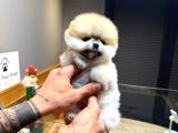 Villa Paws House Pomeranian Boo Yavrumuz