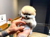 Villa Paws House Pomeranian Boo Yavrumuz