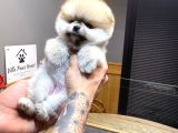 Villa Paws House Pomeranian Boo Yavrumuz