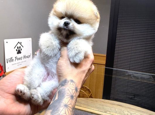 Villa Paws House Pomeranian Boo Yavrumuz görsel