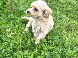 Maltipoo Efsane Güzel