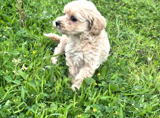 Maltipoo Efsane Güzel görsel