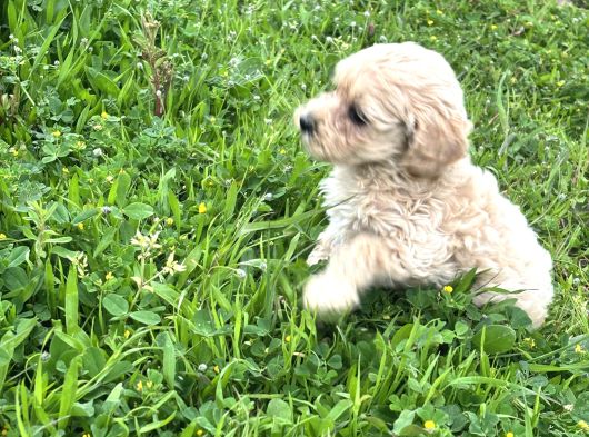 Maltipoo Efsane Güzel görsel