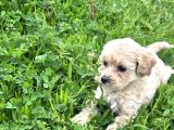 Maltipoo efsane güzel