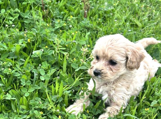 Maltipoo Efsane Güzel