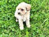 Maltipoo Efsane Güzel