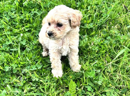 Maltipoo Efsane Güzel görsel