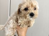 Fb1 Poodle Ayarinda Efsane Maltipoo