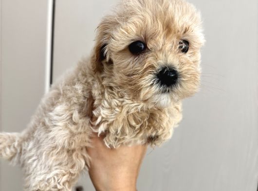 Fb1 Poodle Ayarinda Efsane Maltipoo görsel