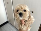 Fb1 Poodle Ayarinda Efsane Maltipoo