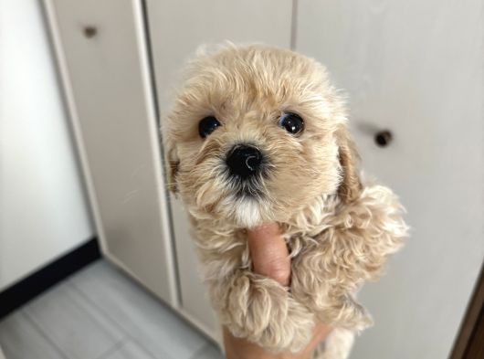 Fb1 Poodle Ayarinda Efsane Maltipoo görsel
