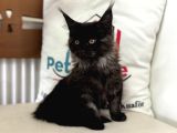 Anlarada Yasal Ruhsatlı Çiftlikden Sçr Li Maine Coon Yavrula