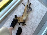 Scrli Safkan Şampiyona Köpeği 3 Aylık Malinois Pad Eğitimli