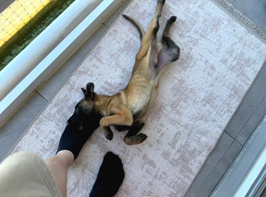 Scrli Safkan Şampiyona Köpeği 3 Aylık Malinois Pad Eğitimli görsel