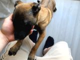 Scrli Safkan Şampiyona Köpeği 3 Aylık Malinois Pad Eğitimli