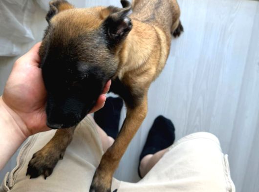 Scrli Safkan Şampiyona Köpeği 3 Aylık Malinois Pad Eğitimli görsel